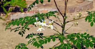 Bunga ajaib ini dapat melindungi kulit dari radikal bebas, . 6 Manfaat Daun Kelor Untuk Kesehatan Wajib Tahu Popmama Com