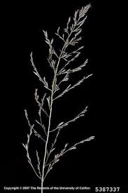 Image result for Eragrostis curvula
