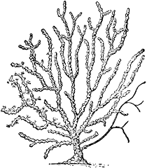 Black And White Line Art Fan Clipart Sea Fan Clipart Etc Coral Reef Pictures Coral Reef Drawing Ocean Quilt