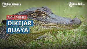 Maybe you would like to learn more about one of these? Arti Mimpi Dikejar Buaya Pertanda Jatuh Cinta Hingga Ada Mata Mata Yang Membahayakan Anda Youtube