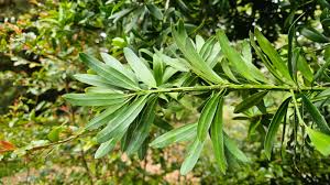 Image result for Podocarpus latifolius