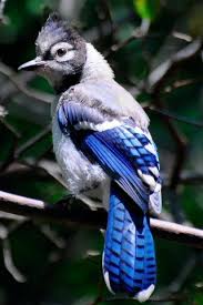 Grey Bird With Blue Black And White Wings Soft Muted Bluish Grey With Faded Lilac Undertones Vibrant Saturated Glowing Cobalt Accents Of White And Black Transitional Blue Jay Bird Blue Jay Pet Birds