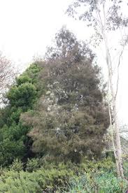 Image result for Huperzia dacrydioides