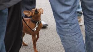 La vie dans la rue reportage franais. Lyon Les Chiens Seront Autorises Dans Les Transports En Commun Tcl Des Ce Mardi