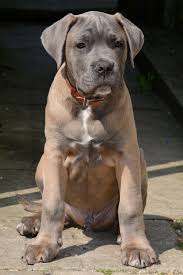 Black Blue Cane Corso Puppies For Sale Formentino Cane Corso Dog Breeds Guard Dog Breeds Cane Corso