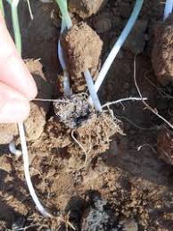 Image result for Cucumis humifructus