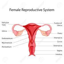 Female human anatomy vector diagram. Picture Diagram Of Female Reproductive System Koibana Info Pimentel