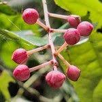 Image result for Rinorea ilicifolia