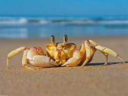 In chinese symbolism, the crab signifies high social status and prosperity. 4 Cancer Sign Symbols You Never Knew About Guy Counseling