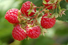 Check spelling or type a new query. Dorma Red Raspberry Plant Ison S Nursery Vineyard