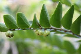 Image result for Phyllanthus beillei