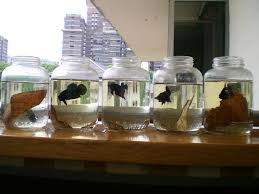 Raising Bettas The Fighting Strains