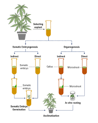 Maybe you would like to learn more about one of these? The Schematic Diagram Of Plant Tissue Culture Procedures Download Scientific Diagram