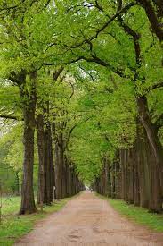 Een knuppelpad met kippengaas moet voorkomen dat de argeloze passant wegzinkt in de nattigheid. Wandelen In Kolonie 5 In Wortel Hoogstraten Be Studiobenelux Com Wandelen Wandel Vakantie Uitjes