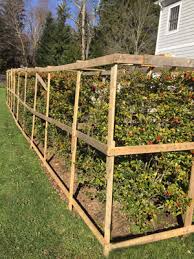 25 stems of blooms, bits and greens. How To Protect Trees And Shrubs From Winter Weather