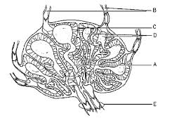Click the links for image that tell you where to find the unit, and what the unit looks like. Anatomy Physiology Ii Exam 3 Ch 20 Homework Questions Flashcards Quizlet