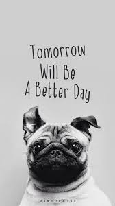 If you like any of these quote than share with your love ones and friends on facebook whatsapp twitter. Better Day Mobile9 Pugs Pug Wallpaper Cute Pugs