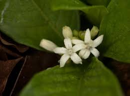 Image result for Psychotria pumila