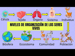 NIVELES de organización de los "SERES VIVOS" - YouTube