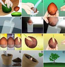 How To Grow An Avocado Tree From An Avocado Pit Avocado Plant Growing An Avocado Tree Avocado Tree