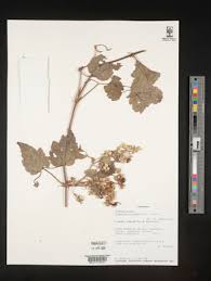 Image result for Clematis hirsuta