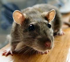 Pest control in the woodlands, tx. Houston Rodent Removal Bio Tech Pest Control Termite And Pest Control In The Woodlands And Spring Tx Bio Tech Pest Control Termite And Pest Control In The Woodlands And Spring Tx
