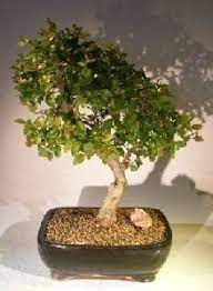 Natal plum bonsai tree, scientific name carissa macrocarpa, is very popular bonsai tree because of its beautiful fragrant white flowers and tasty red fruits. Flowering Sweet Plum Bonsai Tree For Sale Sageretia Theezans Bonsai Tree Gardener