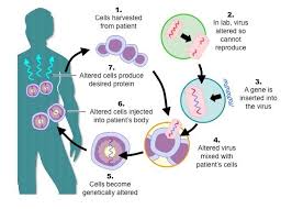 Basic Process Of Gene Therapy Gene Therapy