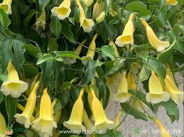 Image result for Hyparrhenia anemopaegma