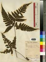 Image result for Triplophyllum protensum