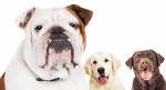 Bulldog Lab Mix - Your Guide To The Bullador Cross Breed