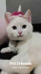 My Mini and Nino our Yin and Yang cats ☯️ #cats #lovemycats #meow #yin...