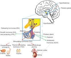 Scheme Of Hypothalamus Pituitary Axis In Endocrine System The Download Scientific Diagram