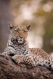D Incroyables Animaux Geants Photographies A Travers Le Monde African Animals Photography Animal Photography Wildlife Wild Animals Photography