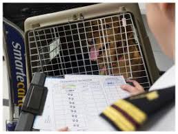 Maybe you would like to learn more about one of these? Traveling With Pets Importation Cdc