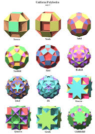 Image result for Polyspatha