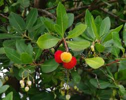 Unlike ground strawberries, which wear their seeds on their skin, the strawberry tree fruit contains seeds within its flesh. Arbutus Unedo Gardensonline