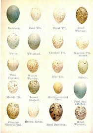 Egg Identification Chart Very Interesting Bird Egg