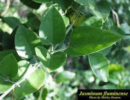 Image result for Jasminum fluminense