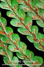 Image result for Asplenium gemmascens