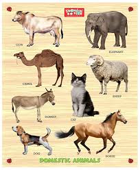 Domestic animal means an animal that has been domesticated by humans so as to live and breed in a tame condition and depend on humankind for survival. Buy Zitto Premium Wooden Domestic Animals Educational Puzzle Toy Zitto Premium Wooden Fruits Educational Puzzle Toy Zitto Premium Wooden Wild Animals Educational Puzzle Toy Online At Low Prices In India