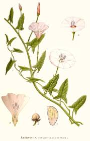 Image result for Convolvulus arvensis