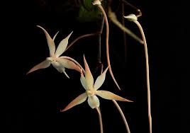 Image result for Aerangis distincta