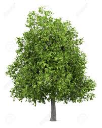 Over 1,960 avocado tree pictures to choose from, with no signup needed. Avocado Tree With Avocados Isolated On White Background Stock Photo Picture And Royalty Free Image Image 110661048