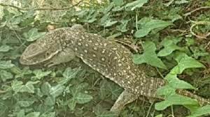 Jack, l'une des marionnettes fétiches du musée, a fait son baluchon et s'en est allé explorer le monde. Un Tres Gros Lezard S Est Fait La Malle Dans Le Gers Un Avis De Recherche Lance Pour Le Retrouver Actu Toulouse