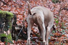 An eine kastration knüpfen halter oft hoffnungen: Kastration Bei Hunden Unten Ohne Wild Und Hund