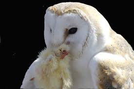 Nunca tinha ouvido falarem de produtos da macrilan, pois ela é famosa por seus pincéis do que por. Especies De Corujas Raras E As Mais Comuns Animais Cultura Mix