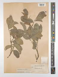 Image result for Maytenus undata