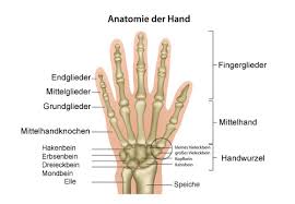 Arthrose Des Daumensattelgelenks Rhizarthrose Und Der Finger Heberdenarthrose Gelenk Klinik De