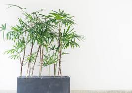 Plant your bamboo at a shallow depth. The Best Plants For Your Bathroom Blog Sanctuary Bathrooms
